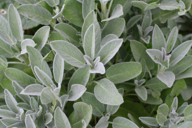 What is sage?