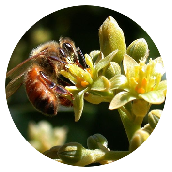 How-Bees-Produce-Avocado-Honey