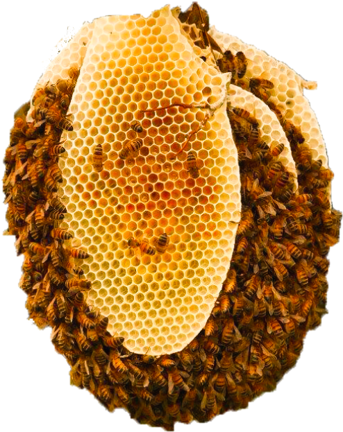 تقرير حقيقة العسل المتبلور طبيعي