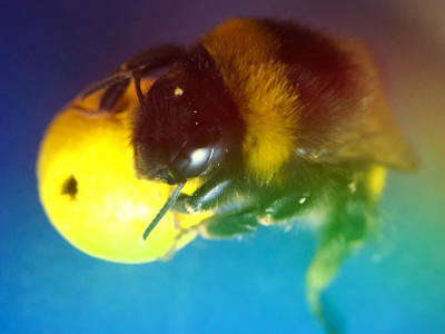 Bumble Bees Play With Toys and Might Even Enjoy It