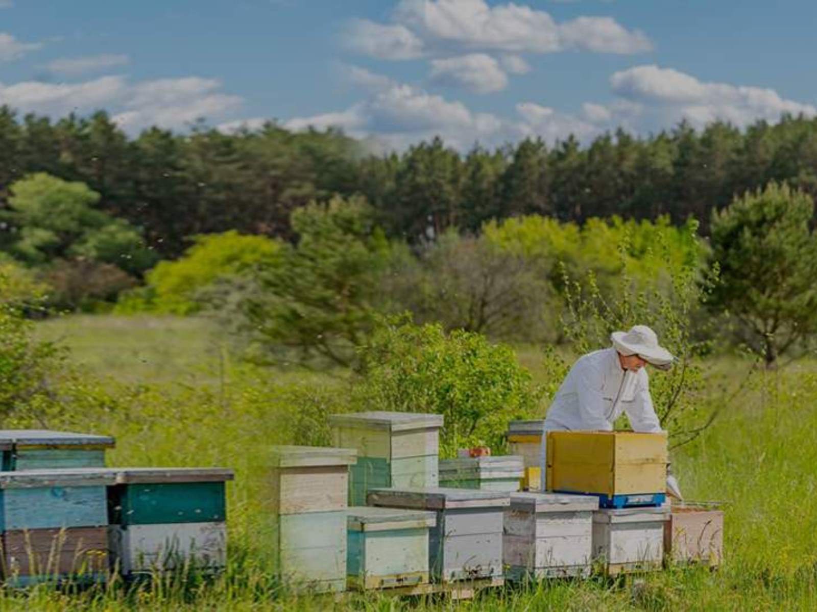 Bee-Friendly Farming Practices