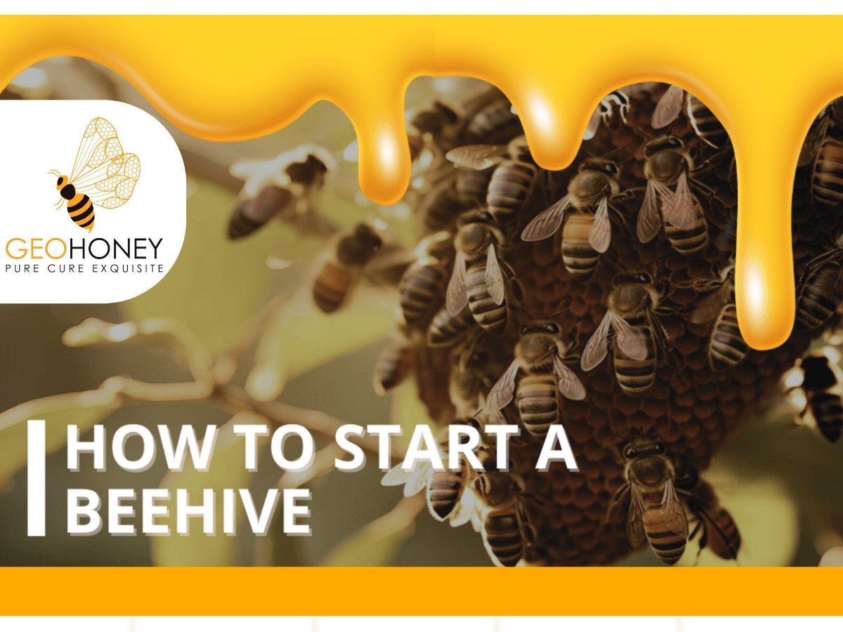 How to Start a Beehive