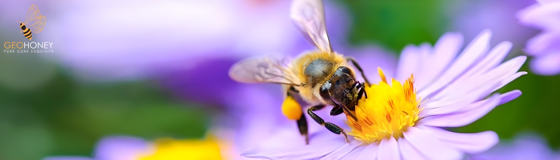 Bumble bees showcasing their crucial role as pollinators and the fascinating behaviour of warming up while carrying pollen.