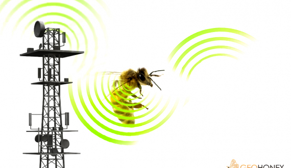 كيف تؤثر الإشعاعات الكهرومغناطيسية على صحة النحل وسلوكه؟