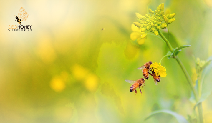 شلل النحل المزمن