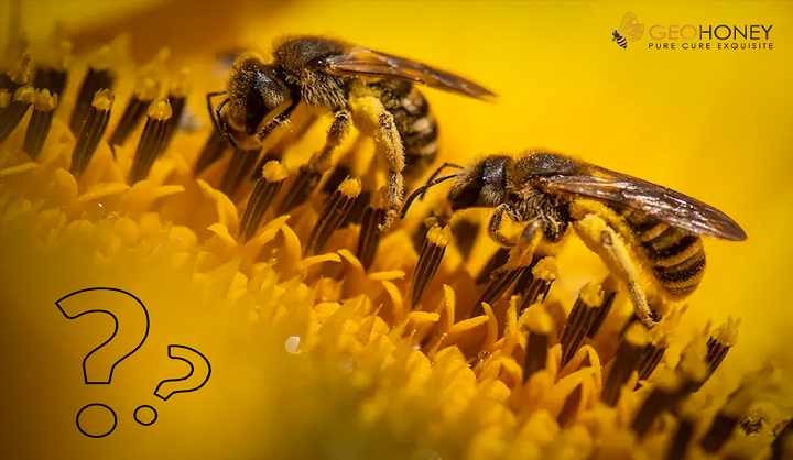 غسل النحل - كيف يؤذي النحل ويخدع المستهلكين؟