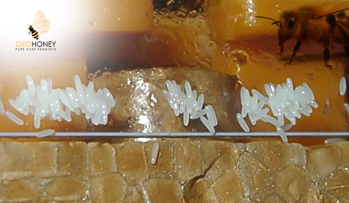 Oviposition Of Aethina Tumida Eggs In Sealed Bee Brood Of Cape And European Apis Mellifera: Detailed Research