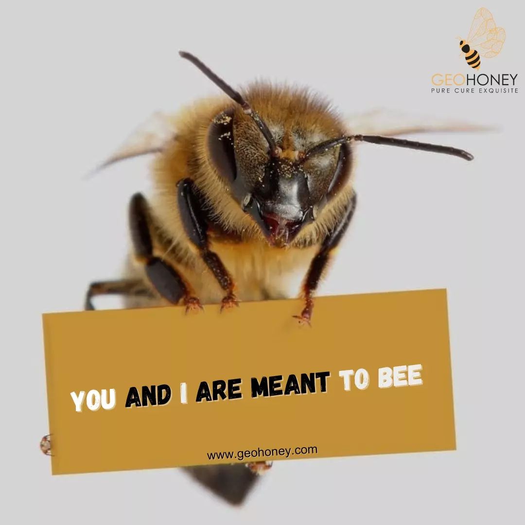 You and I are meant to BEE ????

Let's stick together like bees to honey! ???? Embrace the sweetness of life with a dash of pun and a whole lot of buzz-worthy connections. 

Tag your hive-mates and spread the buzz about the incredible world of bees! ❤

#beekind #natureisart #love #tagyours #forever #naturelovers #beepuns #beelove #honeybees #happymoment #honeylovers #purewildhoney #globalbrand #honey #beepositive #geohoneylovers #geohoney