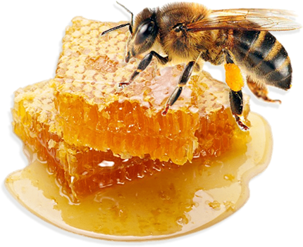 Wandoo Honey Purity