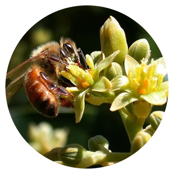 How-Bees-Produce-Avocado-Honey
