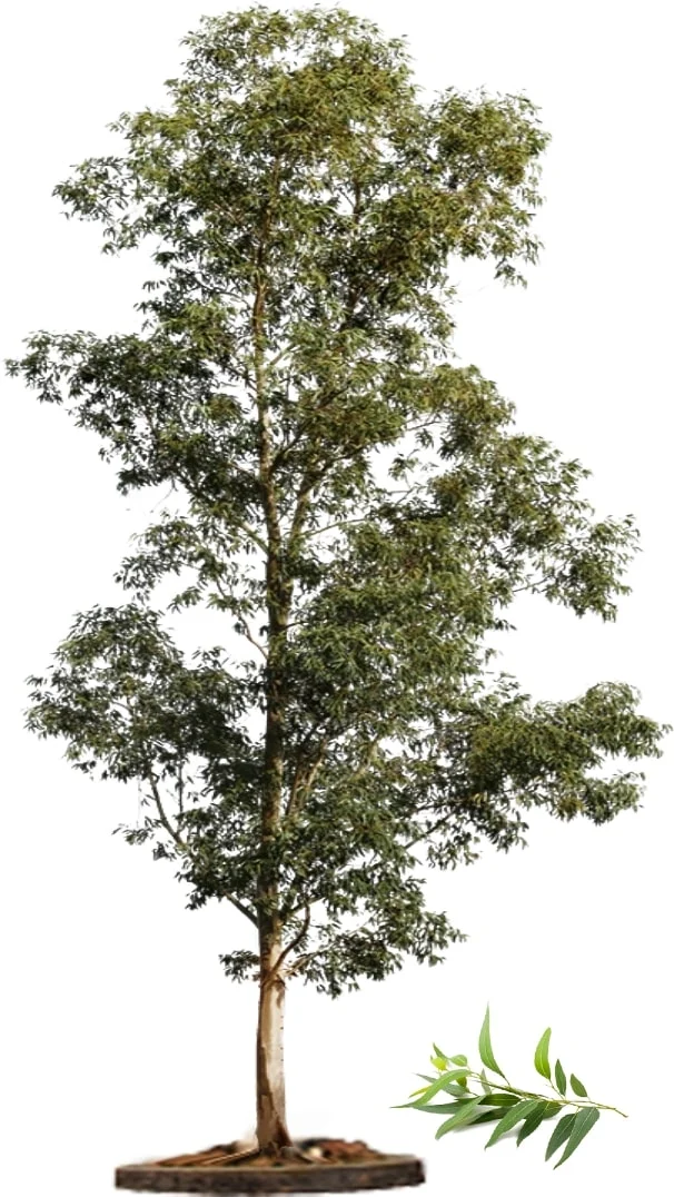 About Eucalyptus  Tree