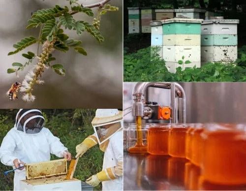 Production Of Arabic Honey