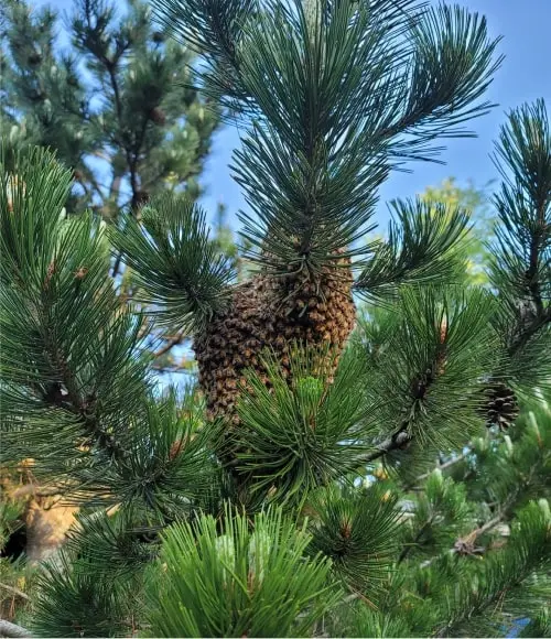 Traditional methods of harvesting pine honey