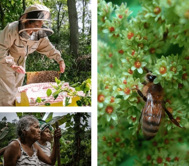 Environmental Benefits of Rainy Forest Honey
