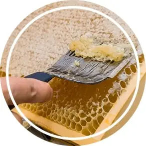 How Red Gum Honey is Extracted?