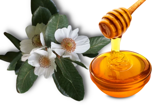 Properties of Ulmo honey