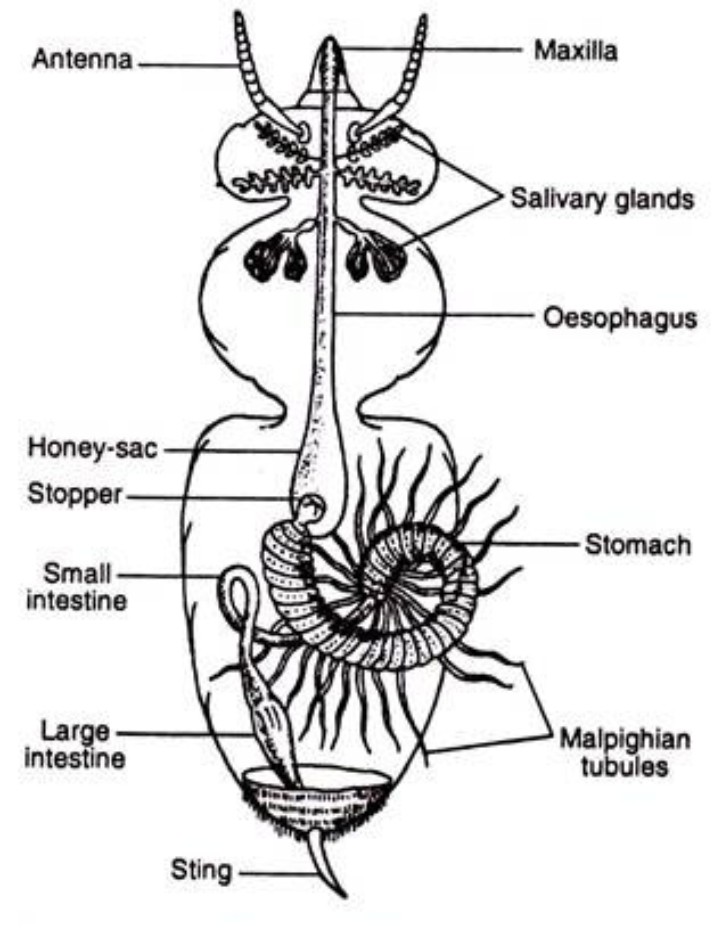 Digestive System of honey bee