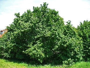 شجرة الهيزل