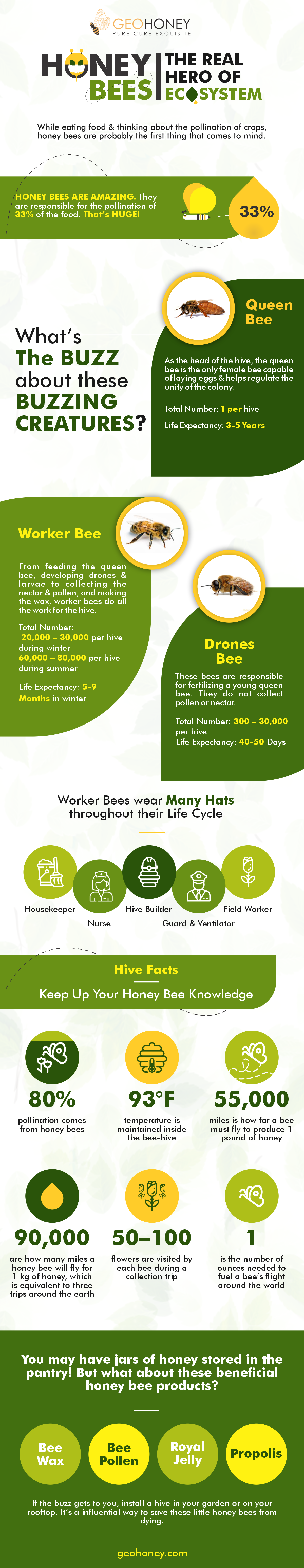 Honey Bees: The Real Hero Of Ecosystem