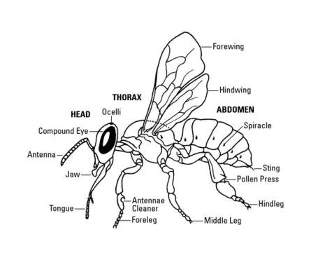 بنية جسم النحل - التشريح الداخلي والخارجي