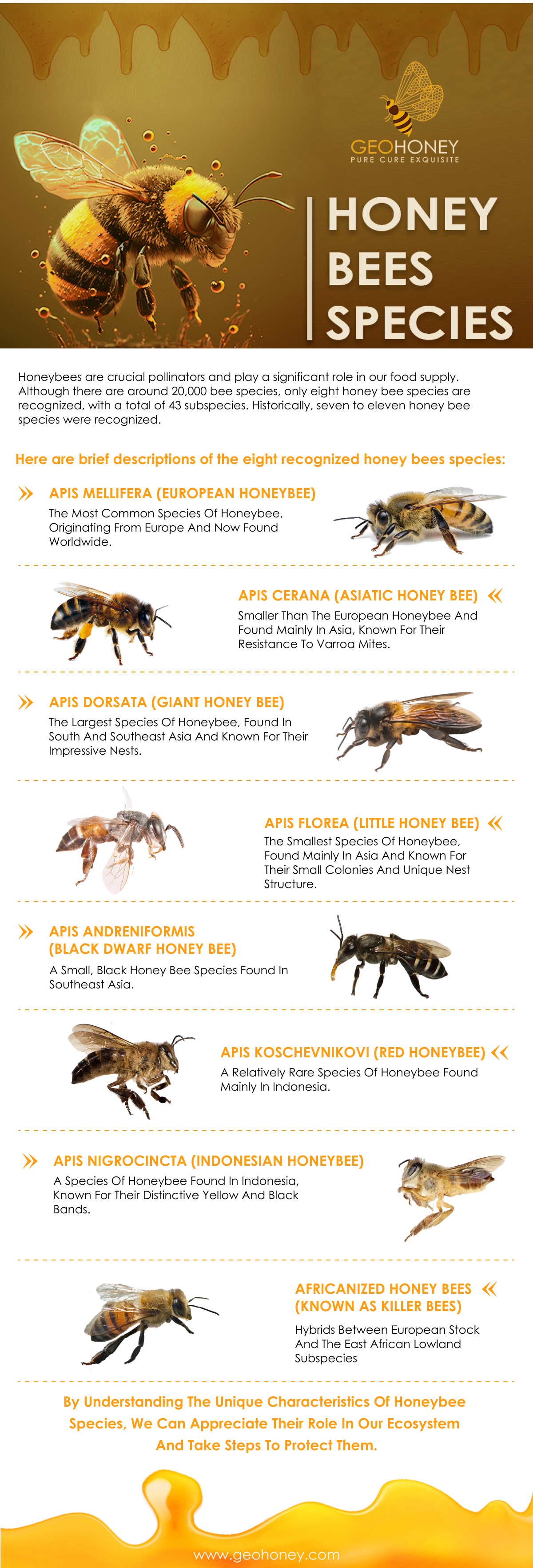 especies de abejas melíferas