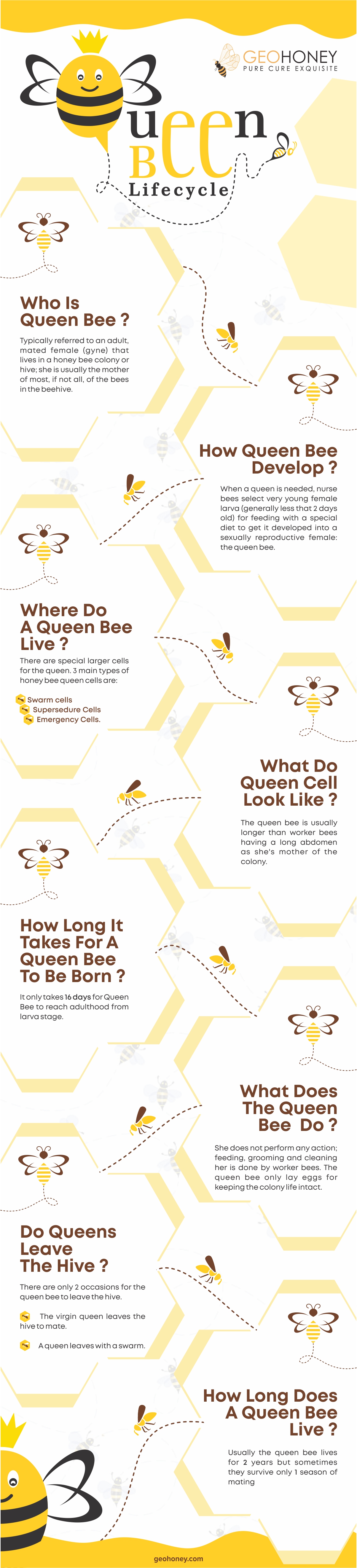 دورة حياة ملكة النحل - Geohoney