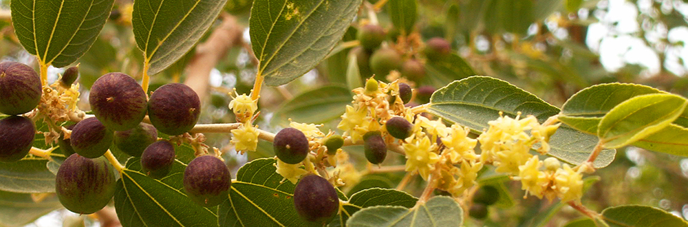 Sidr Honey - Kashmiri