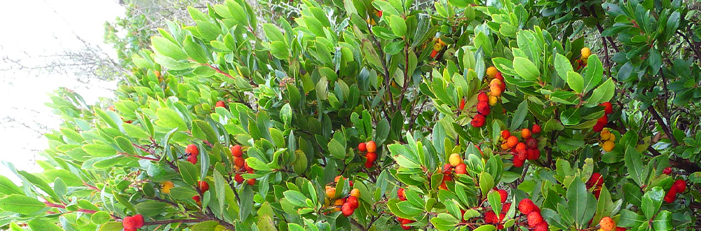 Black Bitter Honey plant