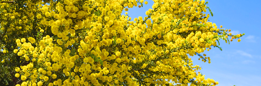 Acacia plant - Geohoney