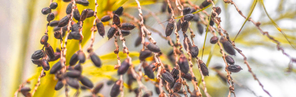 Black seed plants - Geohoney