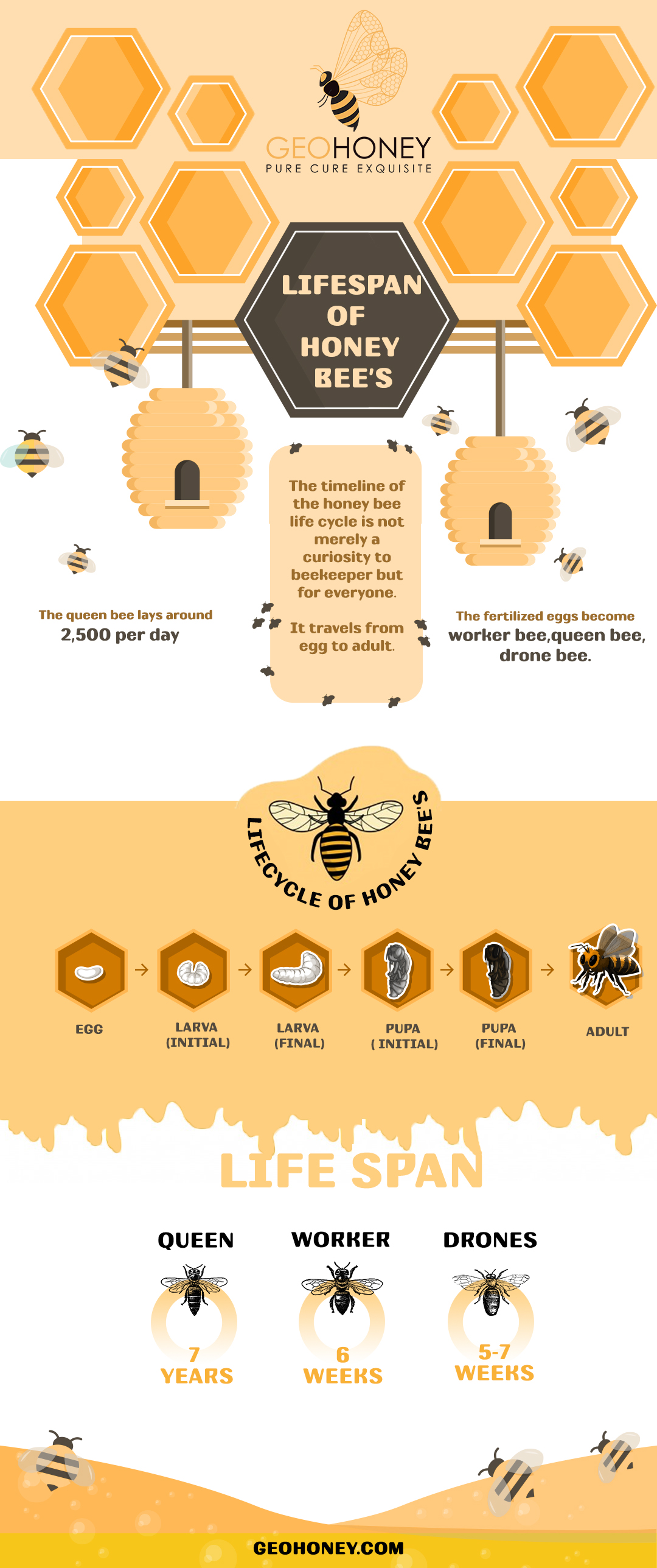 Lifespan of honey bees - GeoHoney