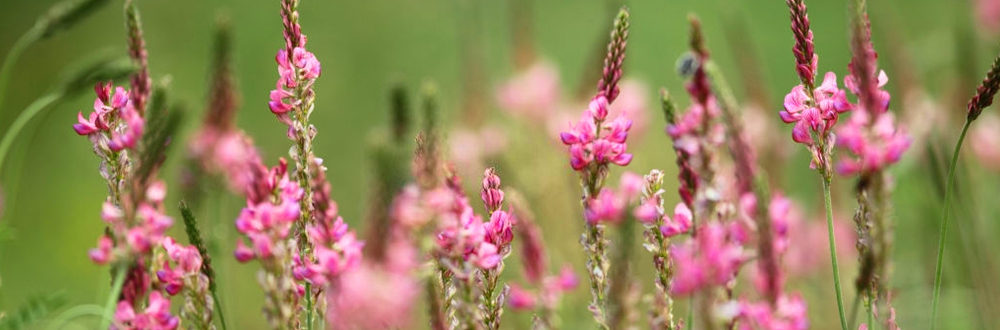 Sainfoin-white honey